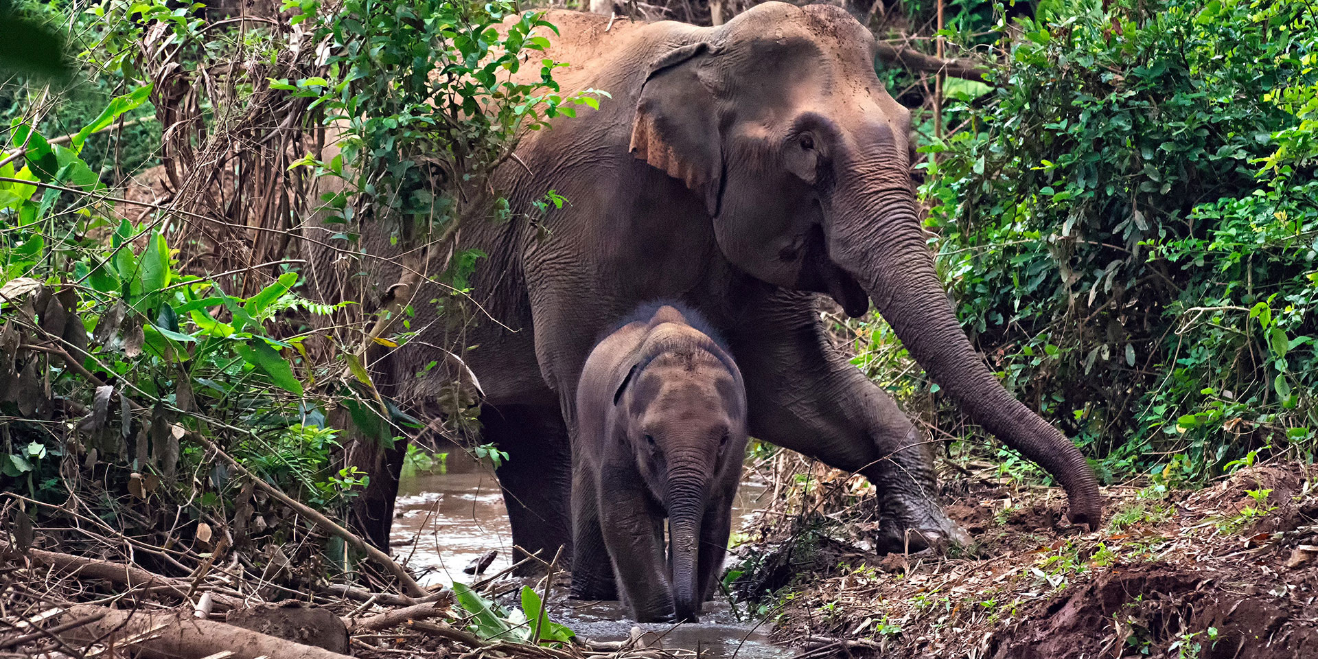 National Animal Of Bangladesh / Royal Bengal Tiger, the national animal