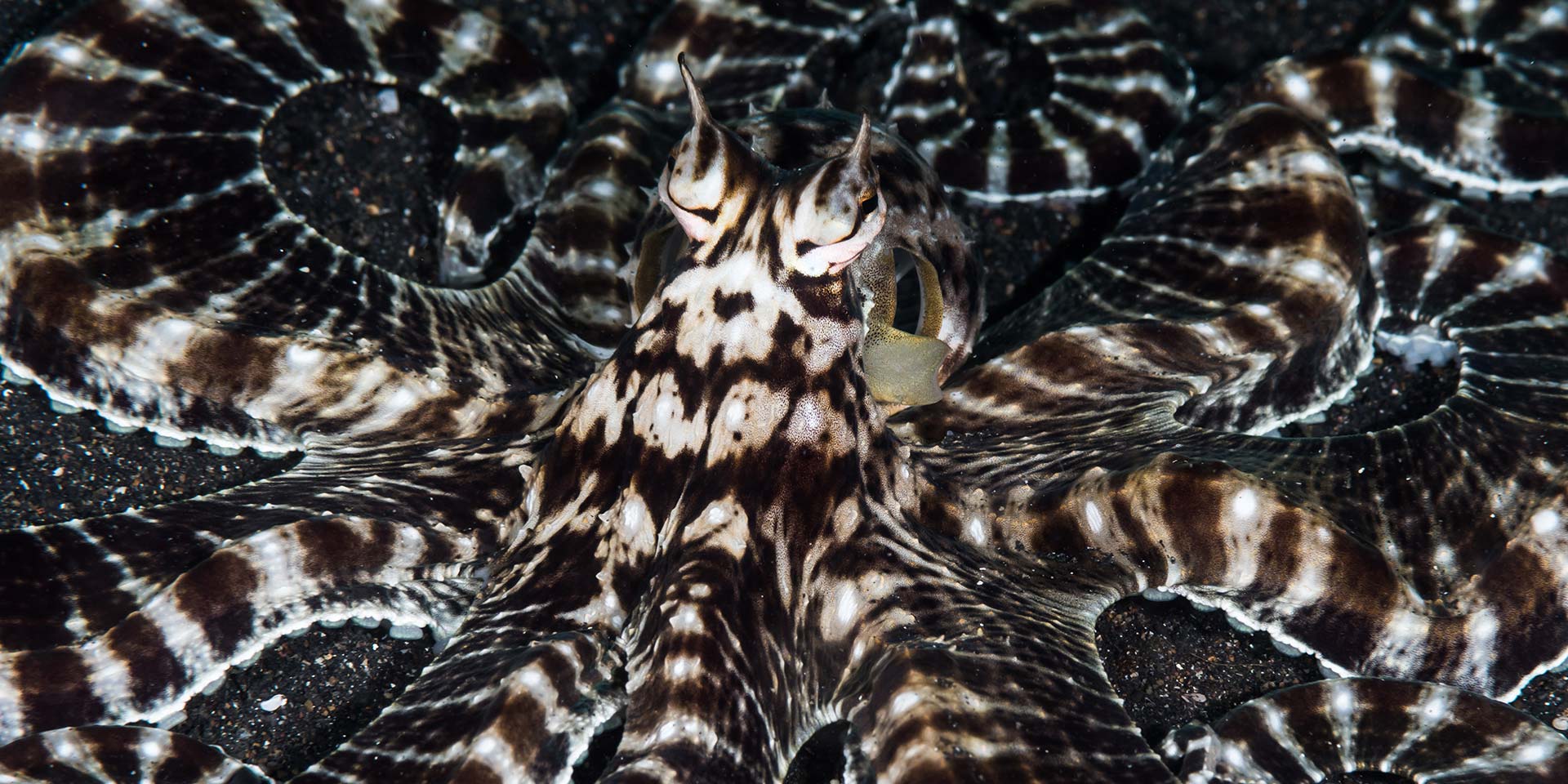 Lembeh-diving-header Lembeh-diving-header